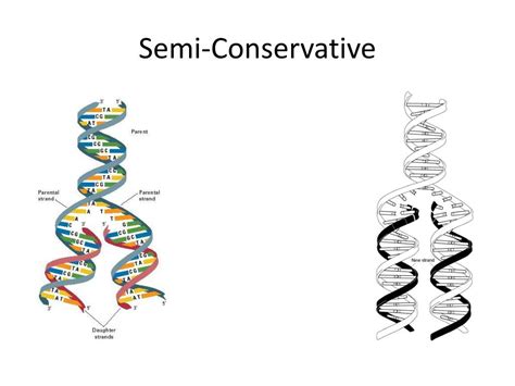 semi conservative meaning in biology.